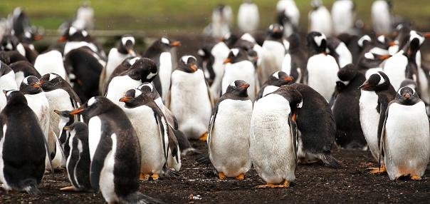 Morte massiva de animais na América do Sul indica aumento de casos da doença. (Fonte: Getty Images)