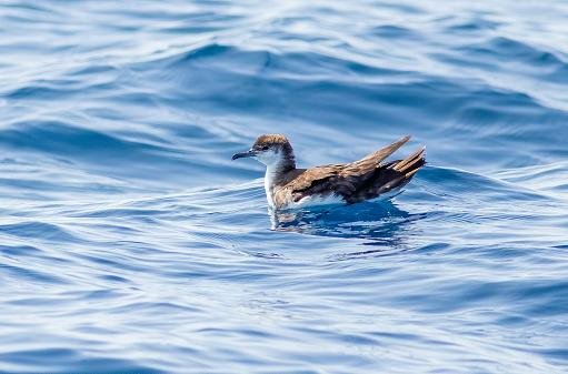 O Audubon’s shearwater é um dos pássaros que deve trocar de nome em breve. (Fonte: Getty Images/Reprodução)