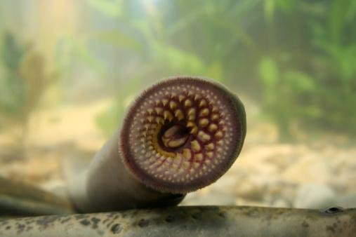 A boca da lampreia é semelhante a uma ventosa repleta de dentes. (Fonte: Getty Images/Reprodução)