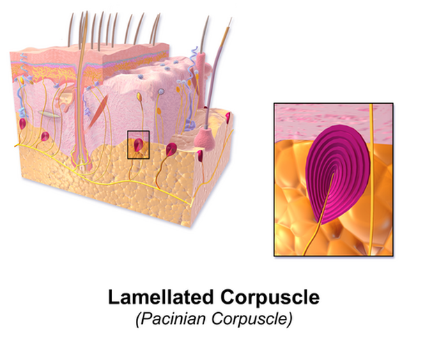 Corpúsculo de Pacini. (Fonte: Wikimedia Commons/Reprodução)