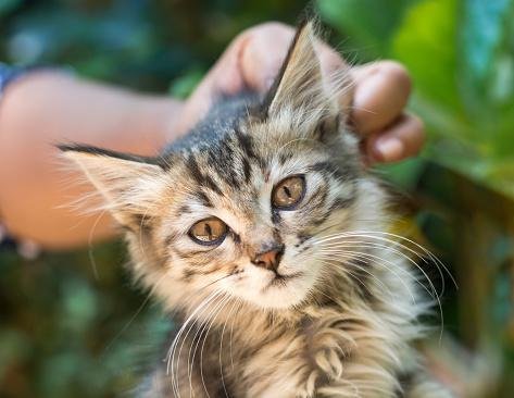 Pegar o gato pelo pescoço é algo exclusivo da mãe do felino. (Fonte: Getty Images/Reprodução)