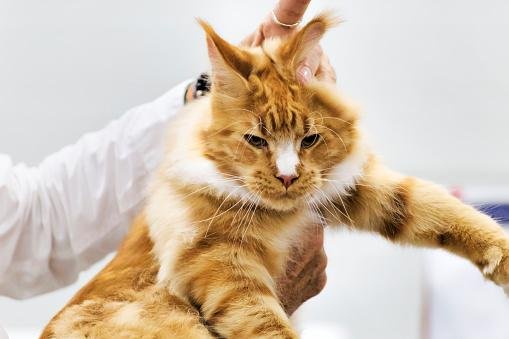 Dor é um dos principais problemas de segurar um gato pelo pescoço. (Fonte: Getty Images/Reprodução)