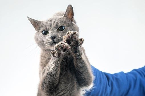 Segurar um gato pelo pescoço pode manchar para sempre a sua relação com ele. (Fonte: Getty Images/Reprodução)