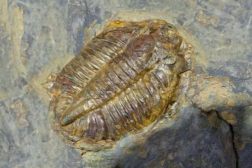 Fóssil de trilobita. (Fonte: GettyImages/ Reproducão)