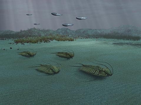 Trilobitas nossos mares há milhões de anos. (Fonte: GettyImagens / Reprodução)