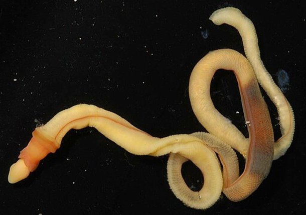 Verme-bolota (Fonte: Wikimedia Commons/Reprodu