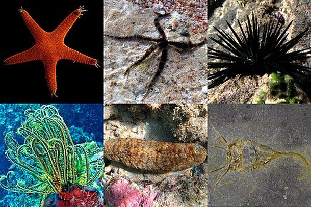 Equinodermos (Fonte: Wikimedia Commons/Reprodu