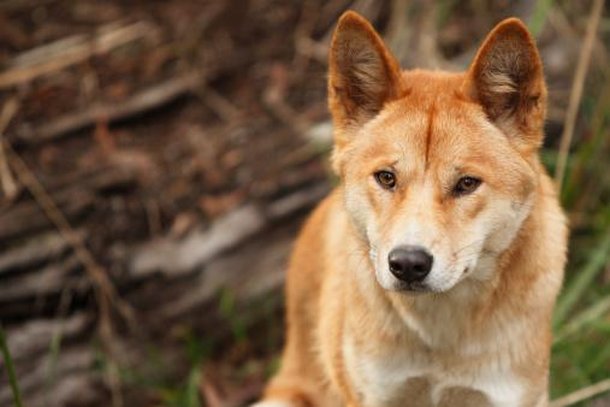 Dingo: você conhece o cão selvagem da Austrália?