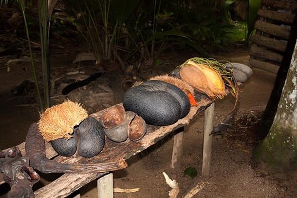 Sementes de coco-do-mar em diferentes fases de amadurecimento. (Fonte: Getty Images / Reprodução)