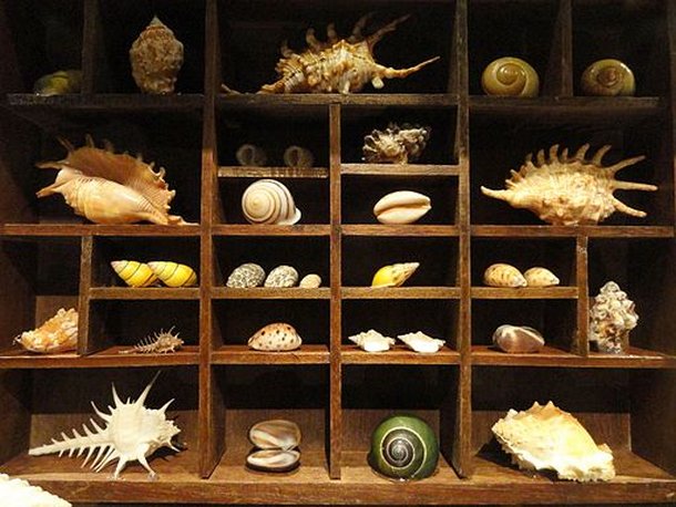 Espécimes naturais expostos em um gabinete de curiosidades. (Fonte: Wikimedia Commons)