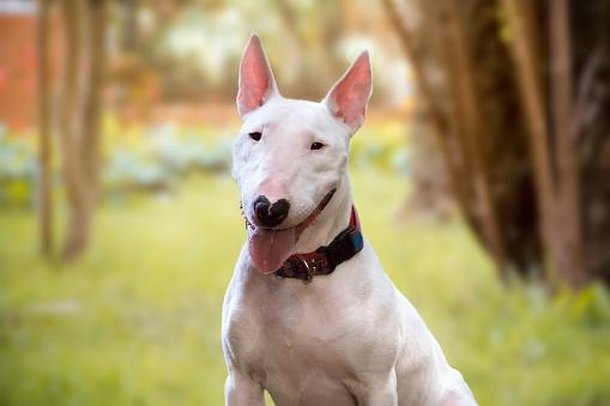 Bull Terrier é uma raça propensa a esse comportamento. (Fonte: Getty Images)