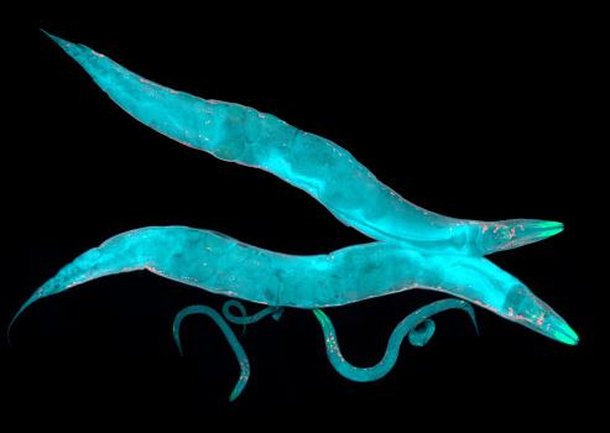 Caenorhabditis elegans. (Fonte: Getty Images / Reprodução)