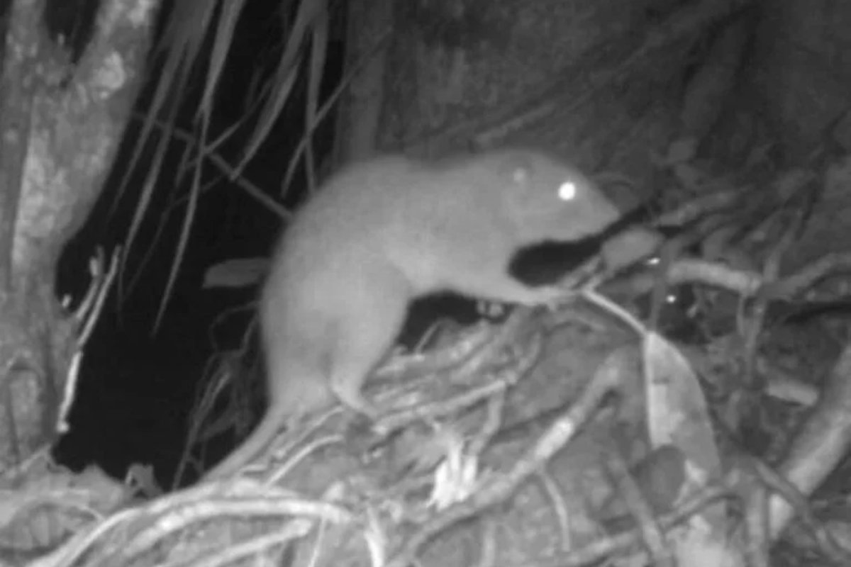 Rato gigante de Vangunu, o raríssimo roedor de quase meio metro