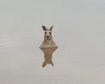 thumb-image-2024-02-29T14:07:20.206Z