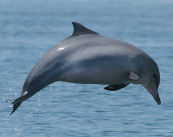 Golfinho da Guiana. (Fonte: Wikimedia Commons / Reprodução)
