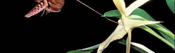 Imagem de Mariposa comprova que Darwin estava certo no megacurioso