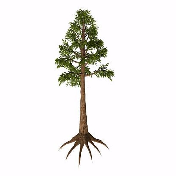 Árvore do gênero Archaeopteris. (Fonte: Getty Images / Reprodução)