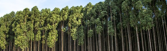 Imagem de Ouro crescendo em árvores? É o que afirmam cientistas da Austrália no megacurioso