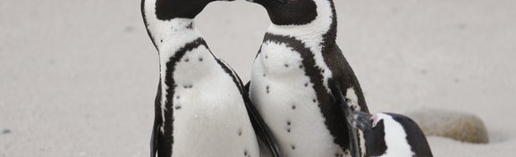 Imagem de Pinguins africanos se reconhecem por manchas na plumagem no megacurioso