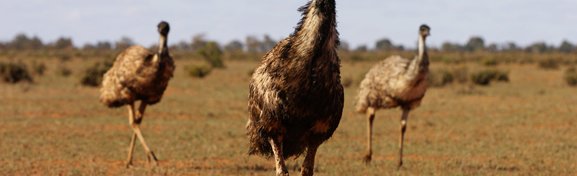 Imagem de Dinosauria: e se os pássaros fossem reconhecidos como dinossauros modernos? no megacurioso