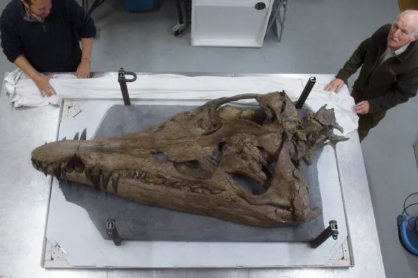 Giant ‘sea monster’ skull found in England
