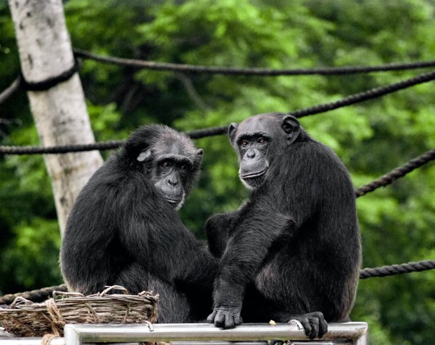 Menopause in chimpanzees occurs around the age of fifty.  (Image: Unsplash)
