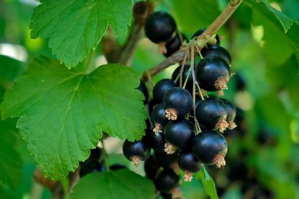 Mesmo com polêmica, fruta faz bem à saúde (Fonte: GettyImages/Divulgação)