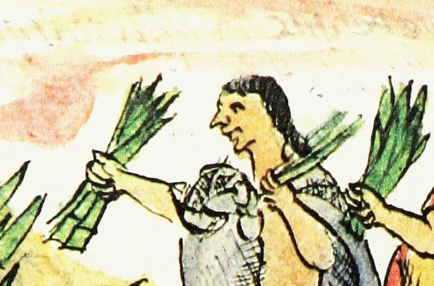 Pintura de um asteca com uma planta medicinal no grande mercado de Tlatelolco. (Fonte: Wikimedia Commons)
