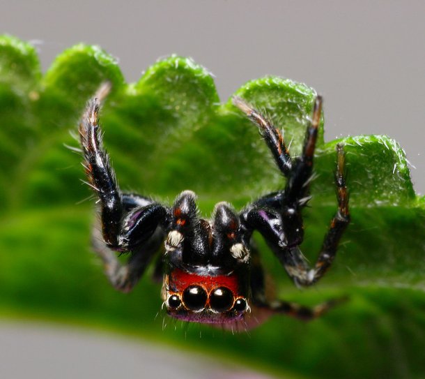 A pequena aranha vampira pode chegar a apenas 5mm. (Fonte: Flickr - ICIPE / Divulgação)