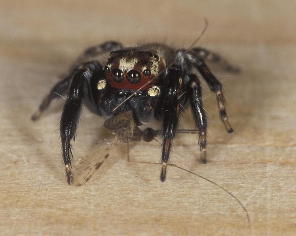 Aranha vampira pode ser a salvação contra mosquitos vetores de doenças. (Fonte: Flickr-ICIPE/Divulgação)