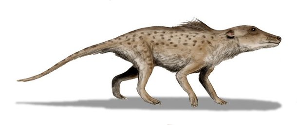 Pakicetus. (Fonte: Wikimedia Commons / Reprodu