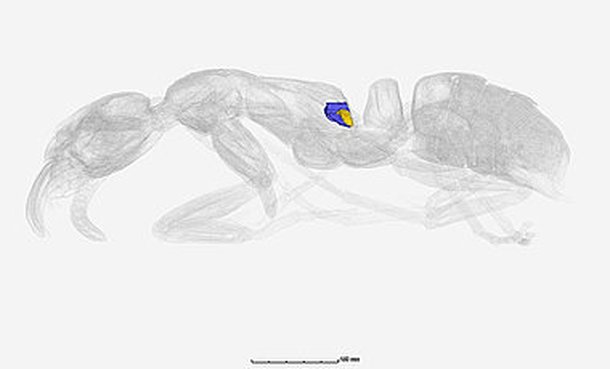 As glândulas onde as substâncias antibióticas são produzidas estão localizadas nas laterais do tórax da formiga. (Fonte: Fumika Azuma/Instituto de Ciência e Tecnologia de Okinawa/Reprodução)