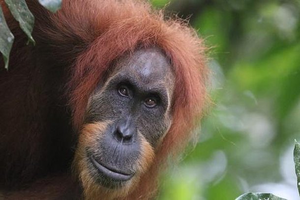 Orangotangos são animais capazes de criar ferramentas para usar na natureza. (Fonte: Getty Images)