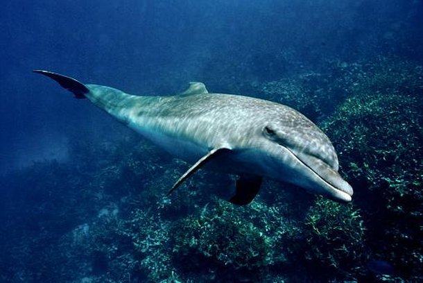 Golfinhos estão entre os animais aquáticos mais inteligentes. (Fonte: Getty Images/Reprodução)