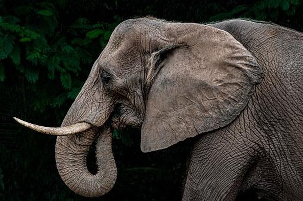Memória do elefante é uma de suas características mais marcantes. (Fonte: Getty Images/Reprodução)