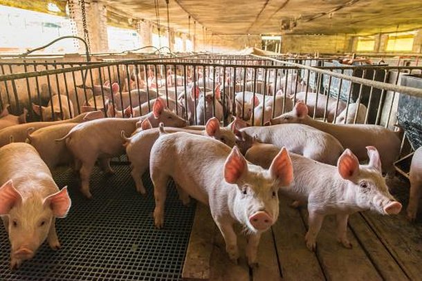 Porcos possuem a capacidade de resolver alguns problemas mais complexos. (Fonte: Getty Images/Reprodução)