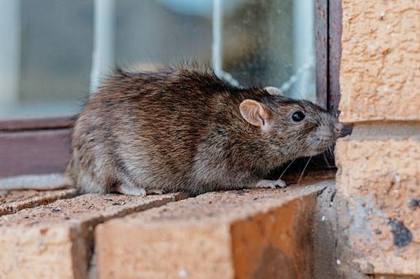 Apesar do cérebro pequeno, ratos estão entre as criaturas mais inteligentes do reino animal. (Fonte: Getty Images/Reprodução)