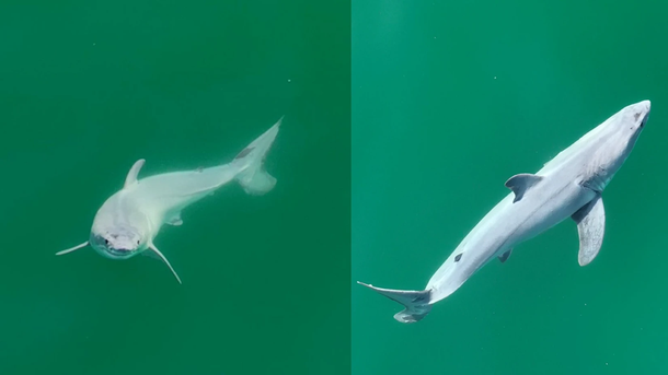 Possível filhote de tubarão-branco registrado pela primeira vez. (Fonte: Carlos Gauna/Divulgação)