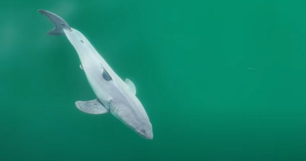 Tubarão filhote tem corpo em tom claro. (Fonte: Carlos Gauna/Divulgação)