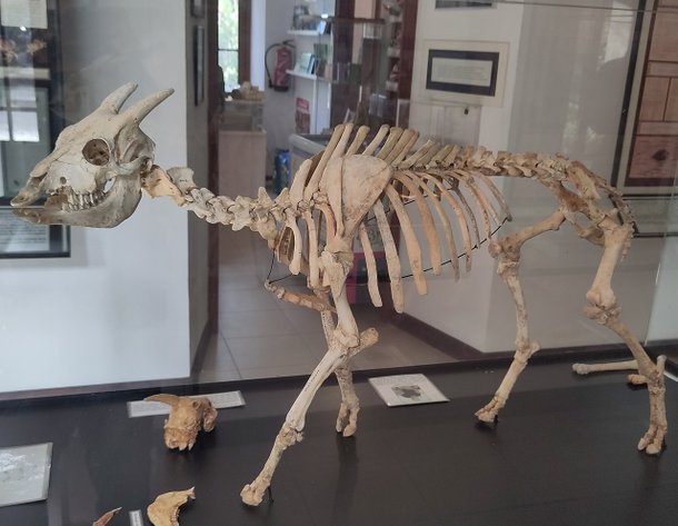 Esqueleto do Myotragus. (Fonte: Wikimedia Commons, Museu Balear de Ciências Naturais / Divulgação)