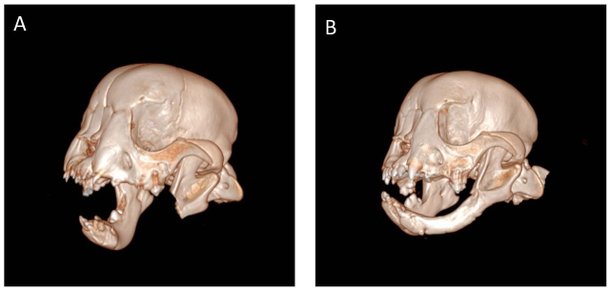 Imagem mostra a evolução do animal após a cirurgia para retirada do tumor. (Fonte: Frontiers in Veterinary Science/Reprodução)