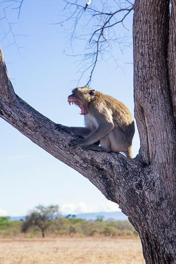 É importante lembrar que os macacos são animais selvagens. (Fonte: GettyImage/ Reprodução)