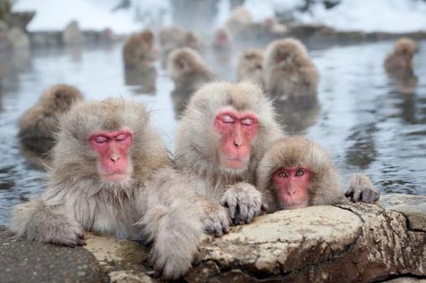 Apesar de parecerem amigáveis, os macacos podem ser violentos. (Fonte: GettyImages/ Reprodução)