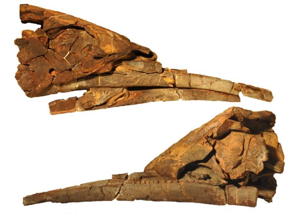 Fóssil do Alienacanthus revela a enorme mandíbula inferior da espécie. (Fonte: Melina Jobbins e Christian Klug/ Divulgação)