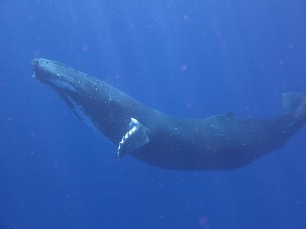A baleia-azul é, atualmente, um gigante marinho com risco de extinção. (Fonte: GettyImages/ Reprodução)