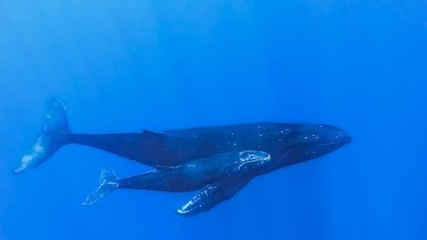 O cruzamento da baleia-azul com a baleia-comum pode gerar problemas adaptativos no futuro, prejudicando sua sobrevivência. (Fonte: GettyImages/ Reprodução)
