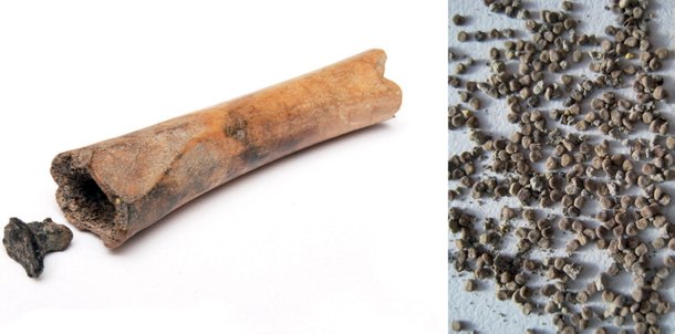 Osso usado como frasco (esq.) e sementes de meimendro-preto (dir.). (Fonte: Groot & van Haasteren, BIAX Consultant/Divulgação)