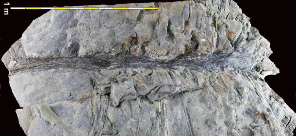 O fóssil de 350 milhões de anos, mostrado na escala de um metro (Fonte: Smithsonian)