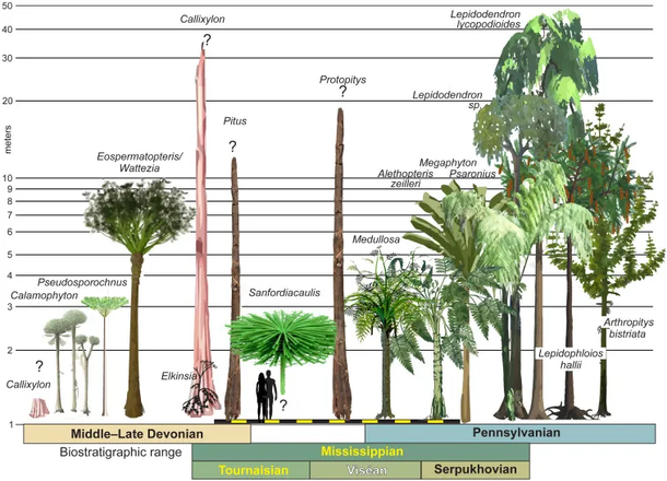Uma linha de reconstruções de plantas pré-históricas, comparando seus possíveis tamanhos e formas com a Sanfordiacaulis densifolia. (Fonte: Smithsonian)