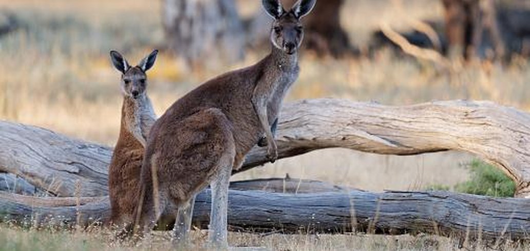 canguru-e-wallaby-qual-e-a-diferenca-entre-esses-animais-australianos-thumb.png